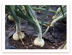 青森ねぶた祭　青森県 青森市
