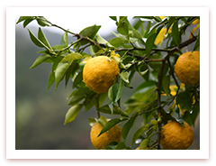 よさこい祭り　高知県 高知市